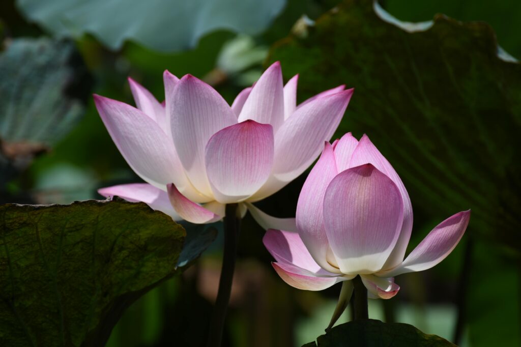 Meditação “Reconhecendo o oSer” – MRS Meditação “Reconhecendo o oSer” – MRS